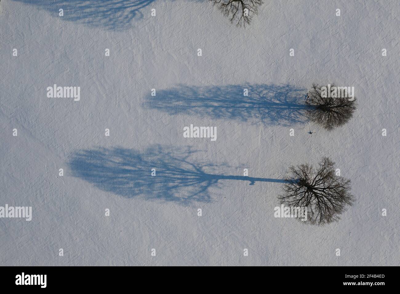 Wintereichen auf schneebedecktem Feld mit Schatten, Luftbild Stockfoto