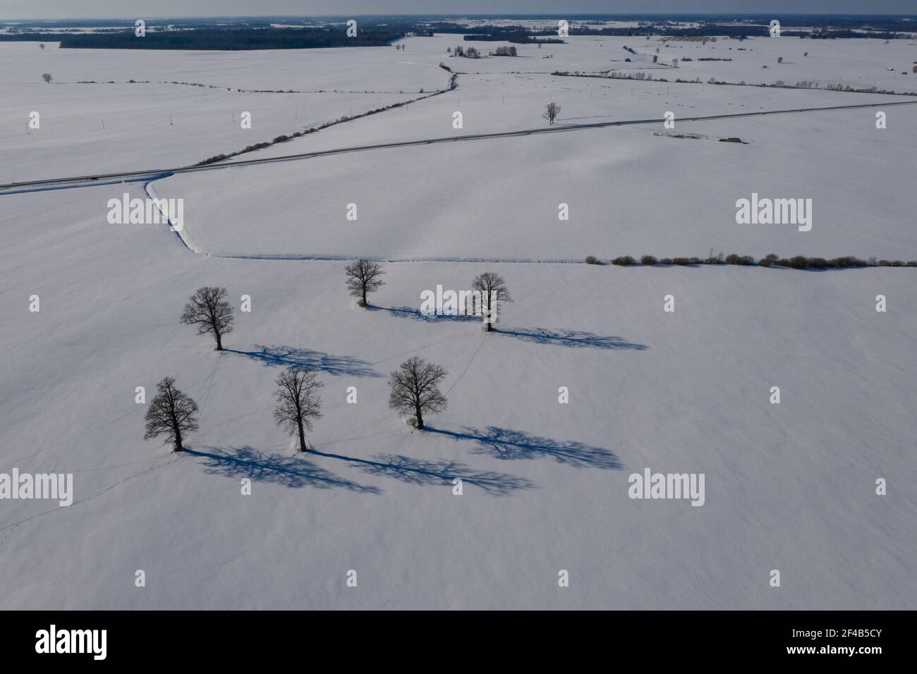 Winter Eichen Gruppe auf schneebedeckten Feld mit Schatten, Luftbild Stockfoto