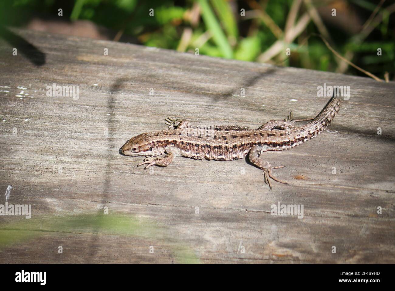 Die viviparous Eidechse, oder gemeine Eidechse, (Zootoca vivipara) sitzt auf einem alten trockenen log und sonnen sich in der Sonne. Stockfoto