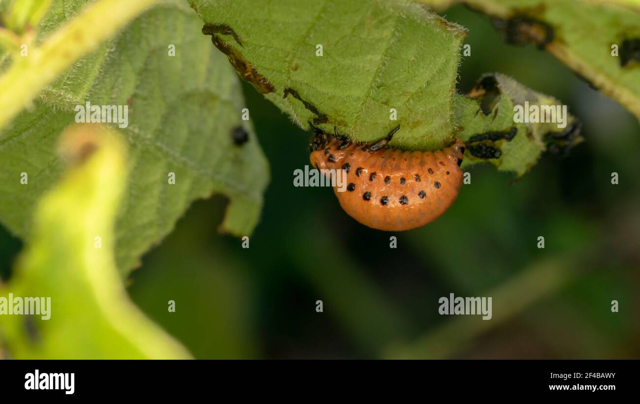 marienkäfer Larve auf dem grünen Blatt, Puppenstadium Stockfoto