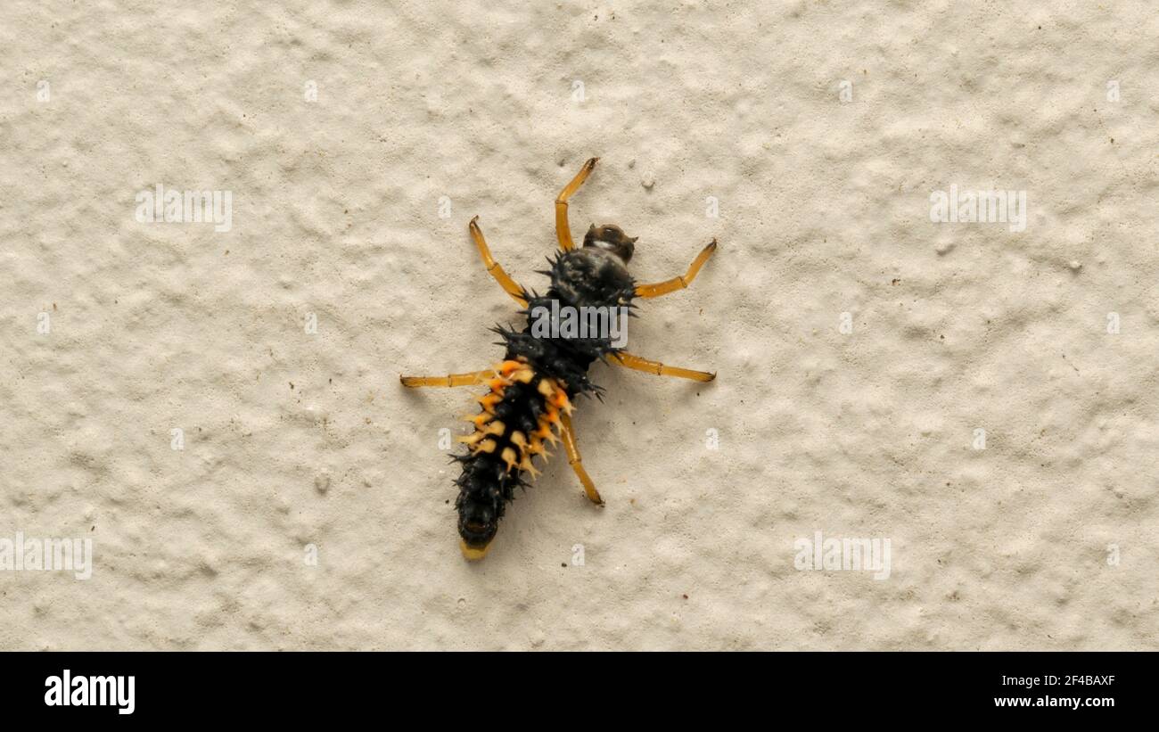 marienkäfer Larve auf dem weißen Stein Stockfoto