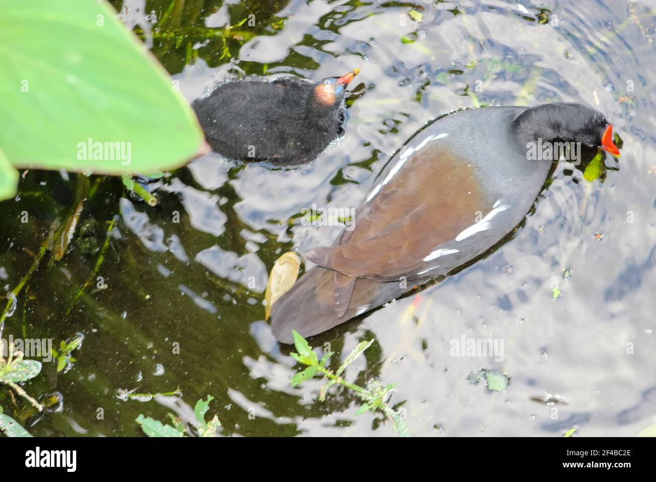moorhen aka Gallinula chloropus Schwimmen in Florida Sumpf Stockfoto