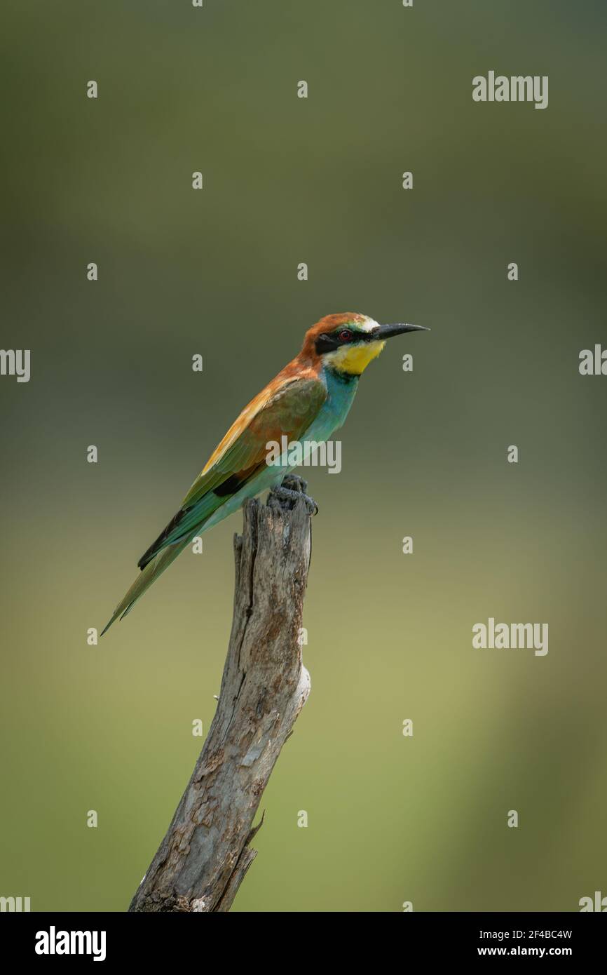 Europäischer Bienenfresser auf Baumstumpf im Profil Stockfoto