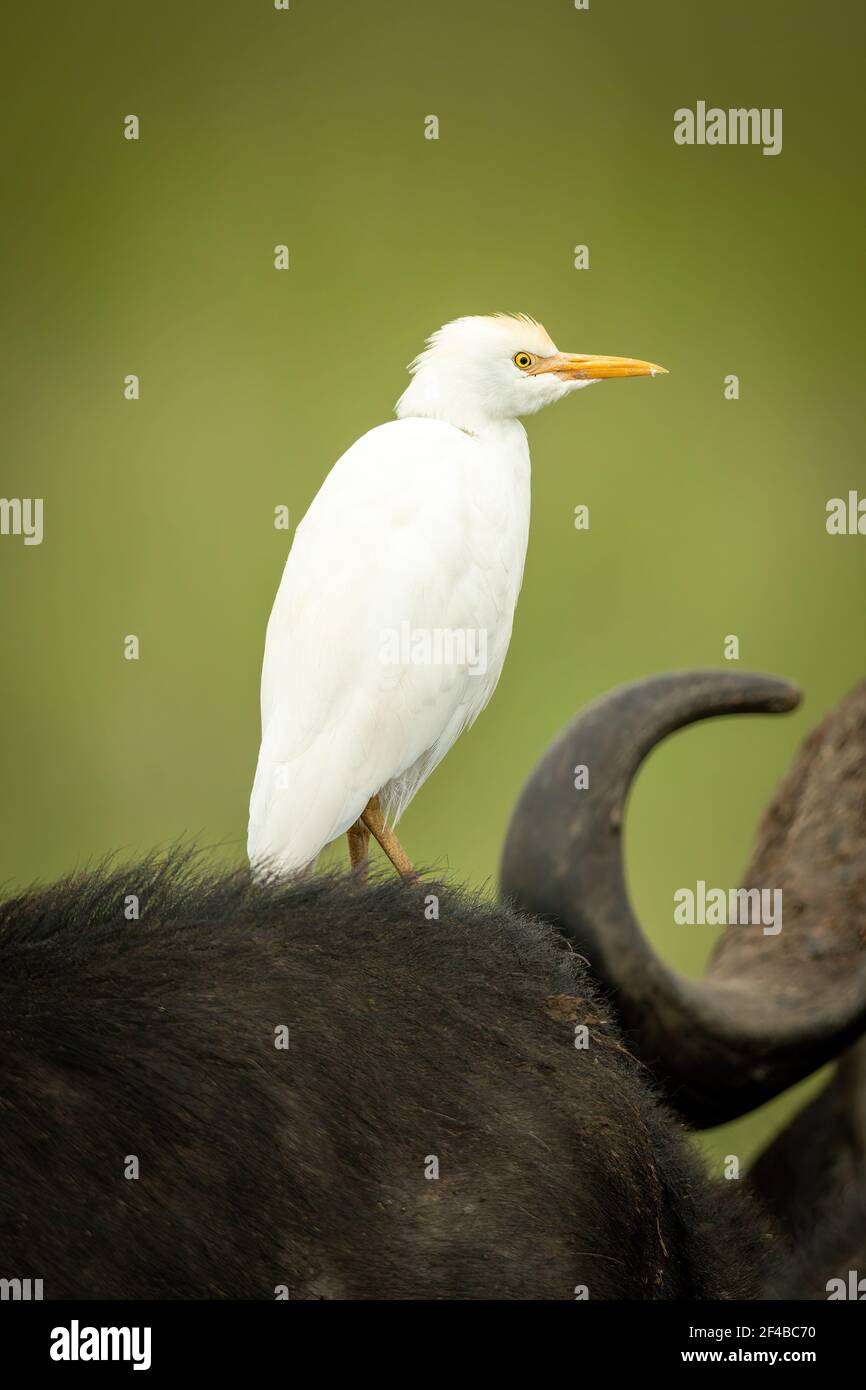 Kuhreiher steht auf dem Rücken des Büffels Stockfoto