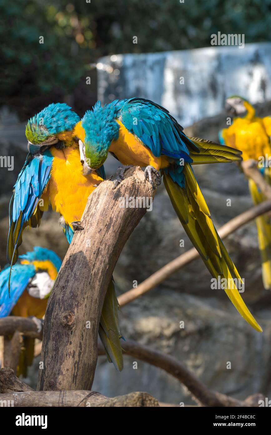 Zwei blau-gelbe Aras (Ara ararauna) putzen sich gegenseitig die Federn Stockfoto