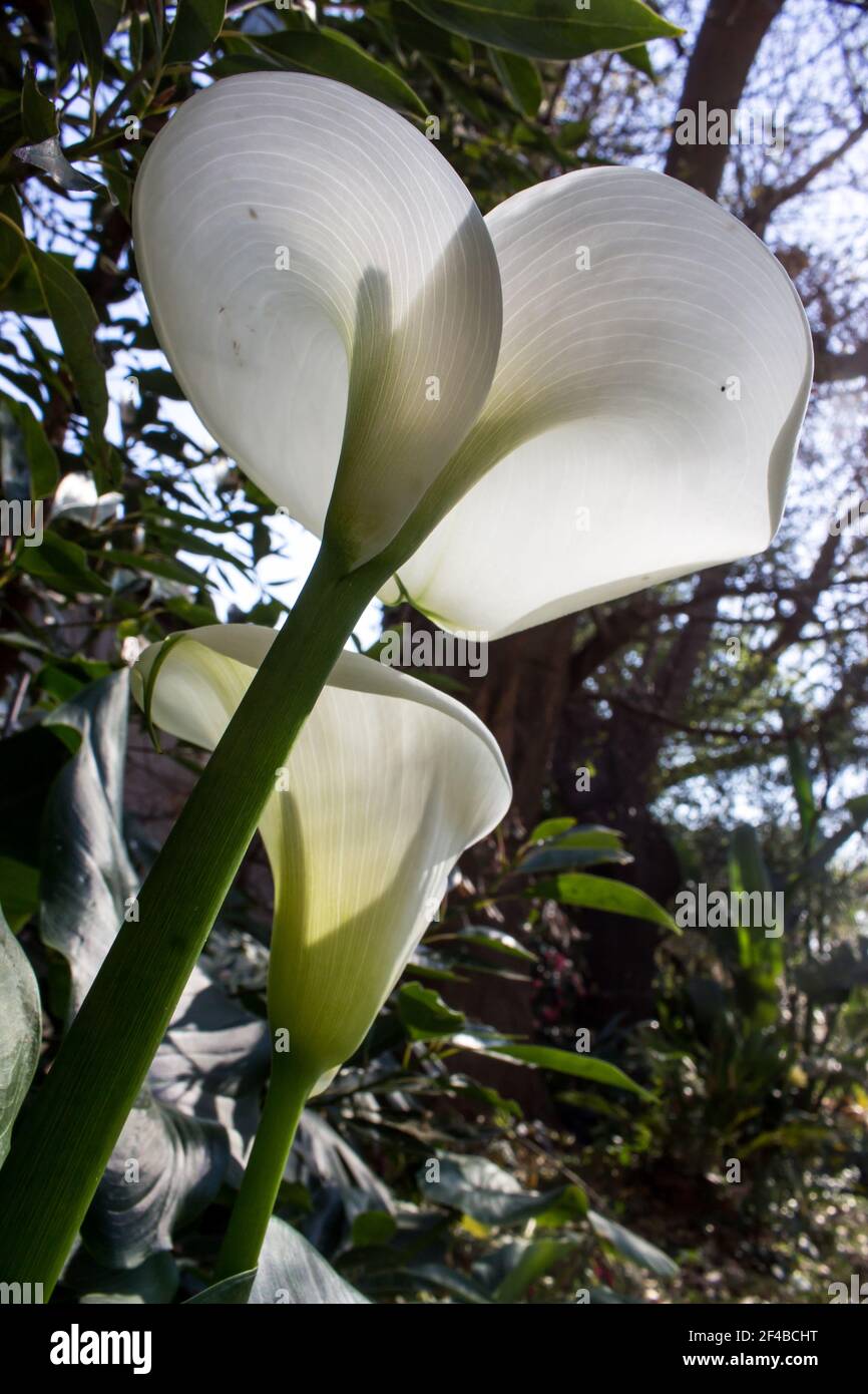 Weiße Arumlilien, Zantedeschia aethiopica, endemisch im südlichen Afrika, von unten gesehen, mit dem Sonnenlicht, das durch sie scheint Stockfoto Weiße Arumlilien, Zantedeschia aethiopica, endemisch im südlichen Afrika, von unten gesehen, mit dem Sonnenlicht, das durch sie scheint Stockfoto