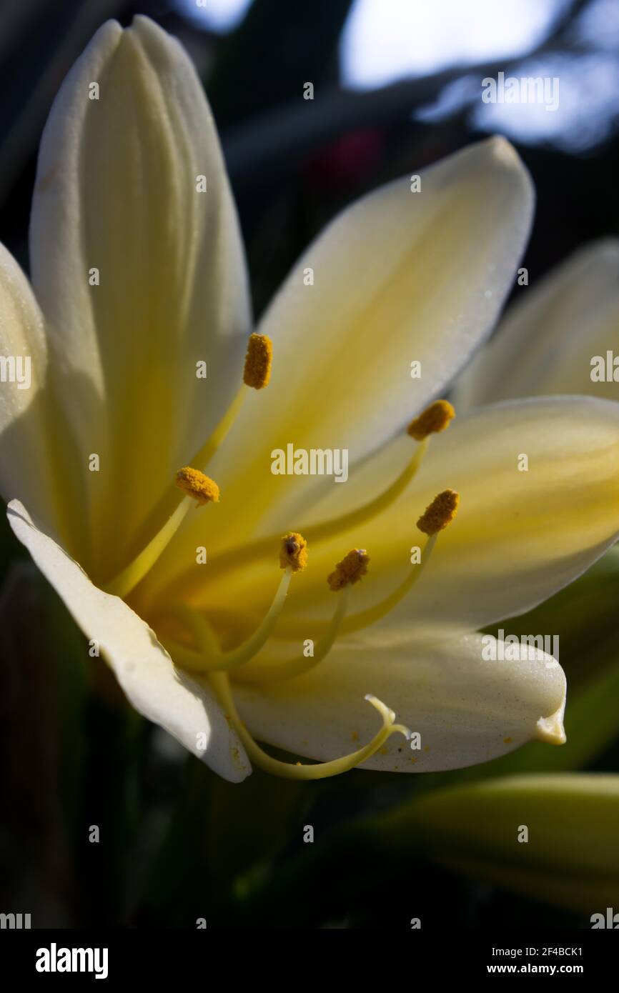 Nahaufnahme einer einzigen Blume einer gelben clivia, Clivia miniata Citrina, die von der frühen Morgensonne beleuchtet wird Stockfoto