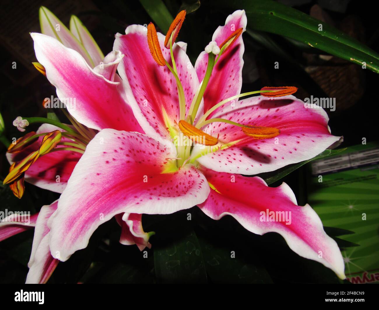 Eine große rosa Japenise Lilie, auch Sometome, die als Sterngucker Lilie bekannt sind Stockfoto