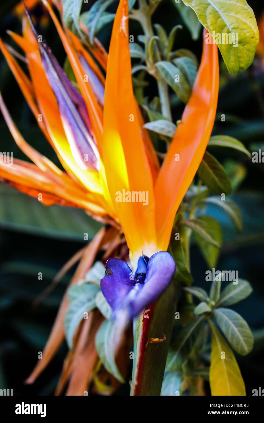 Nahansicht der leuchtend orangefarbenen Kelchblätter und bläulichen Blütenblätter einer Paradiesvogelblume, Strelitzia reginae, Stockfoto