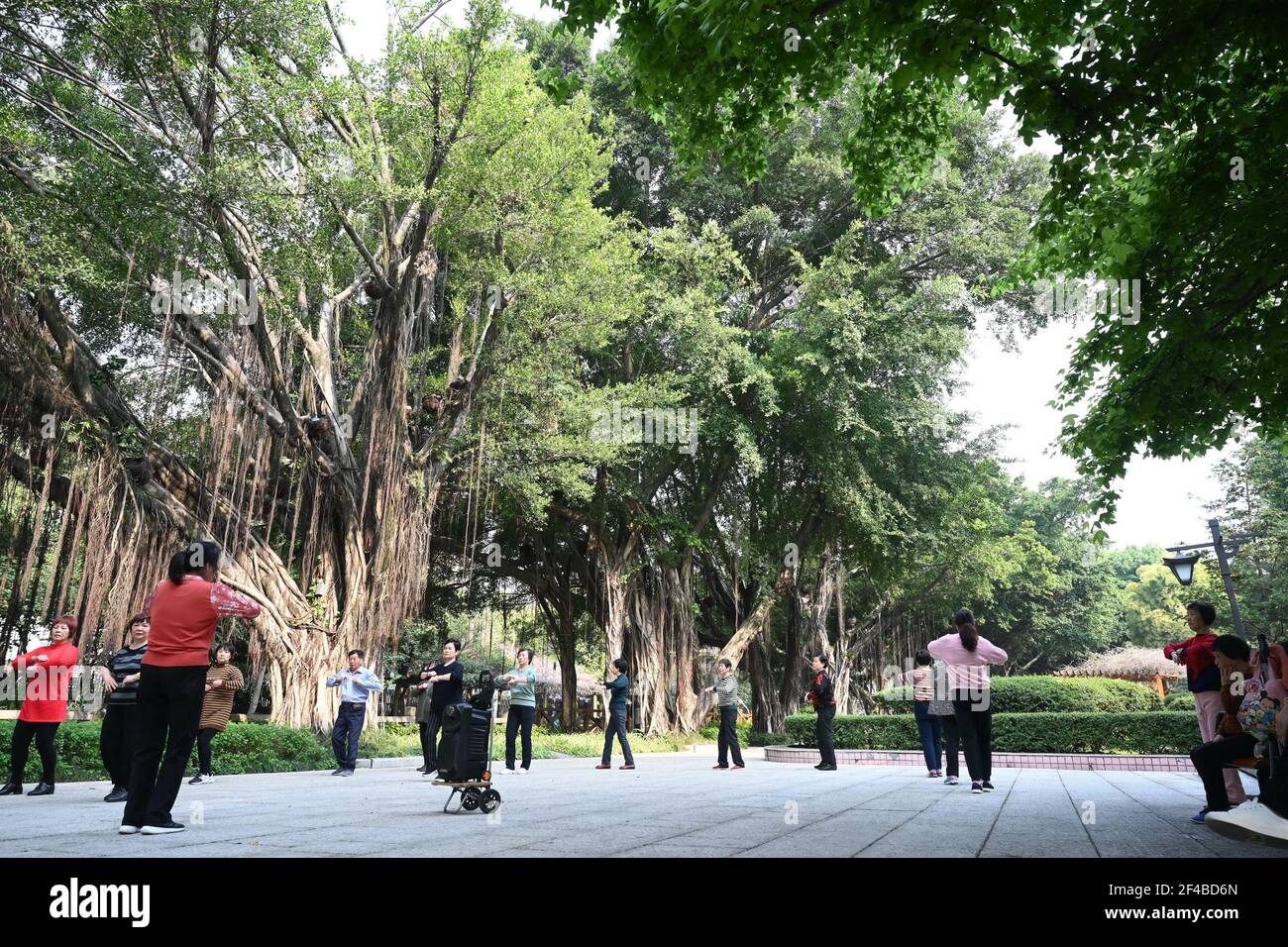 (210320) -- FUZHOU, 20. März 2021 (Xinhua) -- die Bürger machen Morgenübungen unter banyan-Bäumen im Baimahe Park in Fuzhou, südöstlich der Provinz Fujian in China, 16. März 2021. Umgeben von Hügeln und Bergen auf drei Seiten, ist die Küstenstadt Fuzhou die Hauptstadt der Provinz Fujian, südöstlich von China. Mit ihrem reichen kulturellen und historischen Erbe ist die Hauptstadt mit ihrem Spitznamen Banyan City beliebter, da zahlreiche banyan-Bäume in der ganzen Stadt gepflanzt werden und den Bürgern entlang der Straßen und Straßen Schatten spenden. Mit dem Minjiang Fluss, der durch die Stadt fließt, genießt Fuzhou eine günstige Klippe Stockfoto