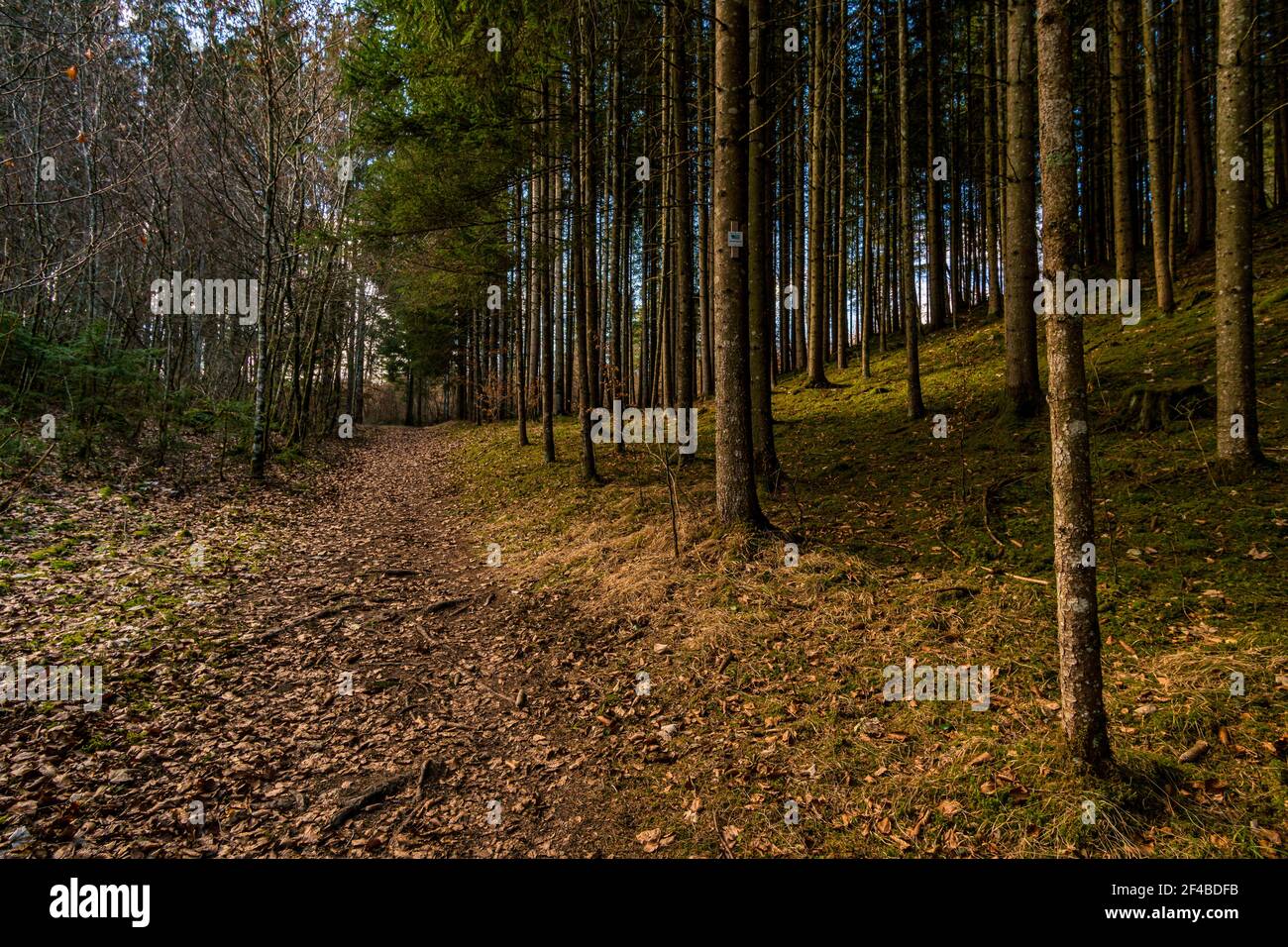 Frühlingswanderung im Donautal bei Sigmaringen Gutenstein Stockfoto