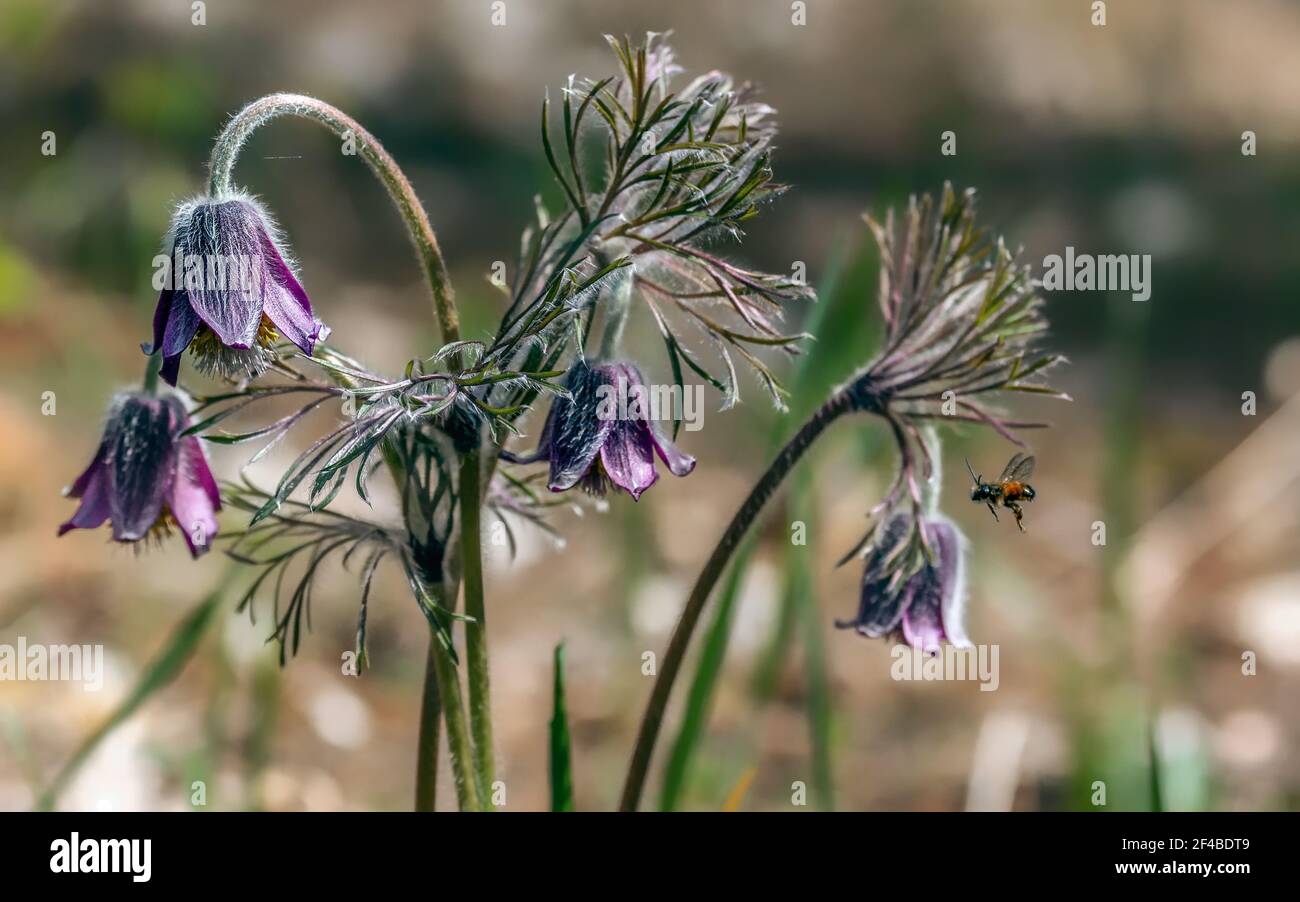 Die Pasque-Blume (Anémone pátens) ist ein mehrjähriges Kraut. Eine der ersten Frühlingswiesen blüht. Stockfoto