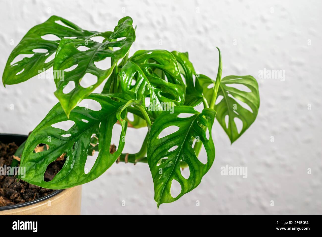 Mini Monstera Monkey Maske auf der Wand Hintergrund. Teil der Laub  tropischen Monstera Affen Maske. Startseite exotische Pflanze Monstera  Monkey Mask.Taking Pflege Stockfotografie - Alamy
