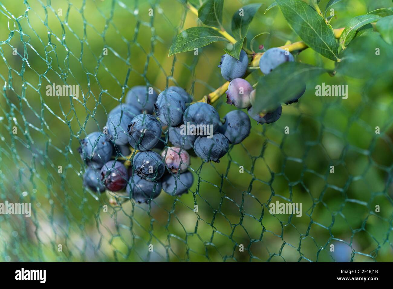 Reife Heidelbeeren am Strauch unter einem Netz zum Schutz vor Vögeln. Stockfoto