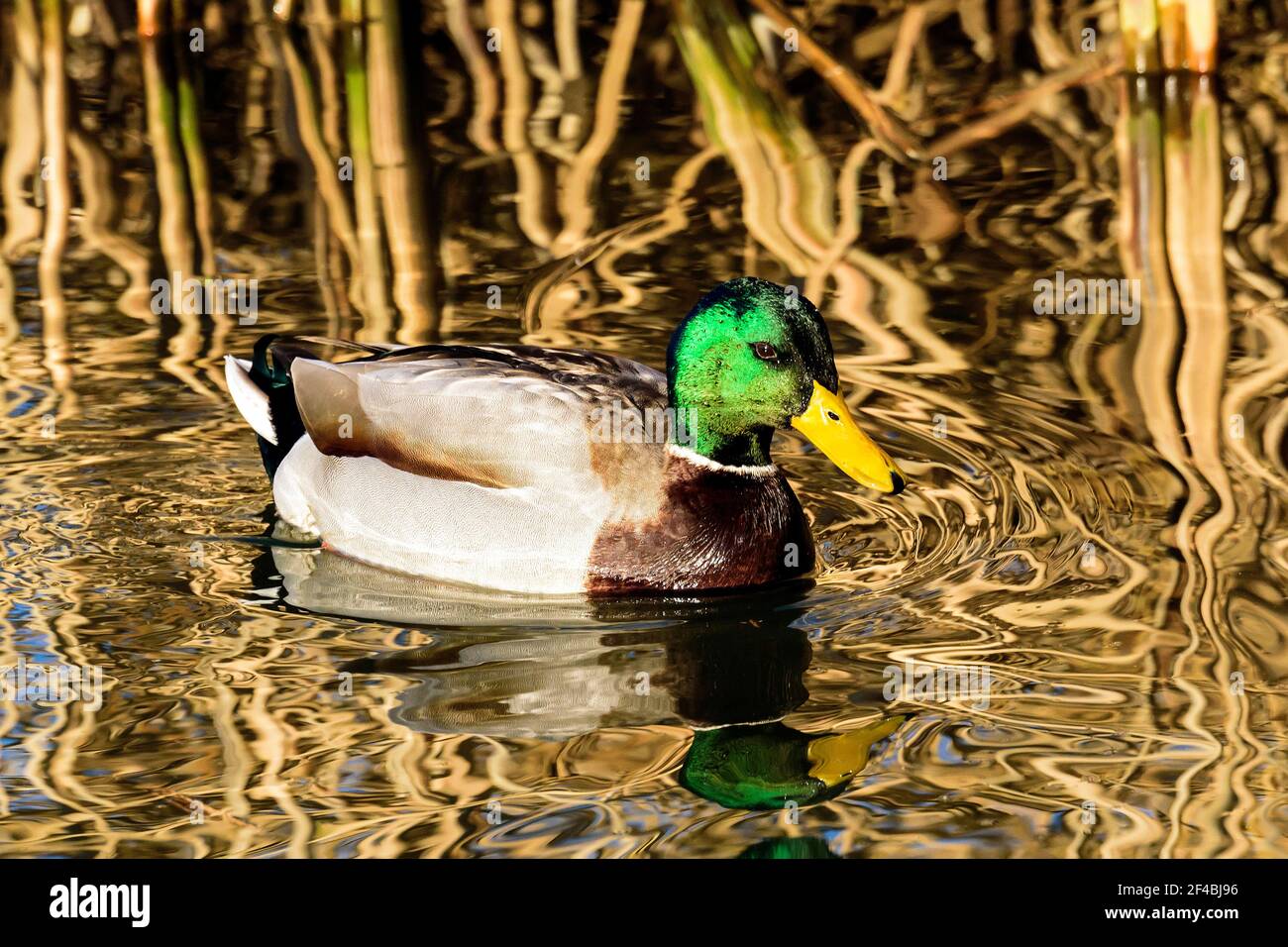 Mallard drake (Anas platyrhynchos) schwimmt auf einem See in Dorset, Großbritannien Stockfoto