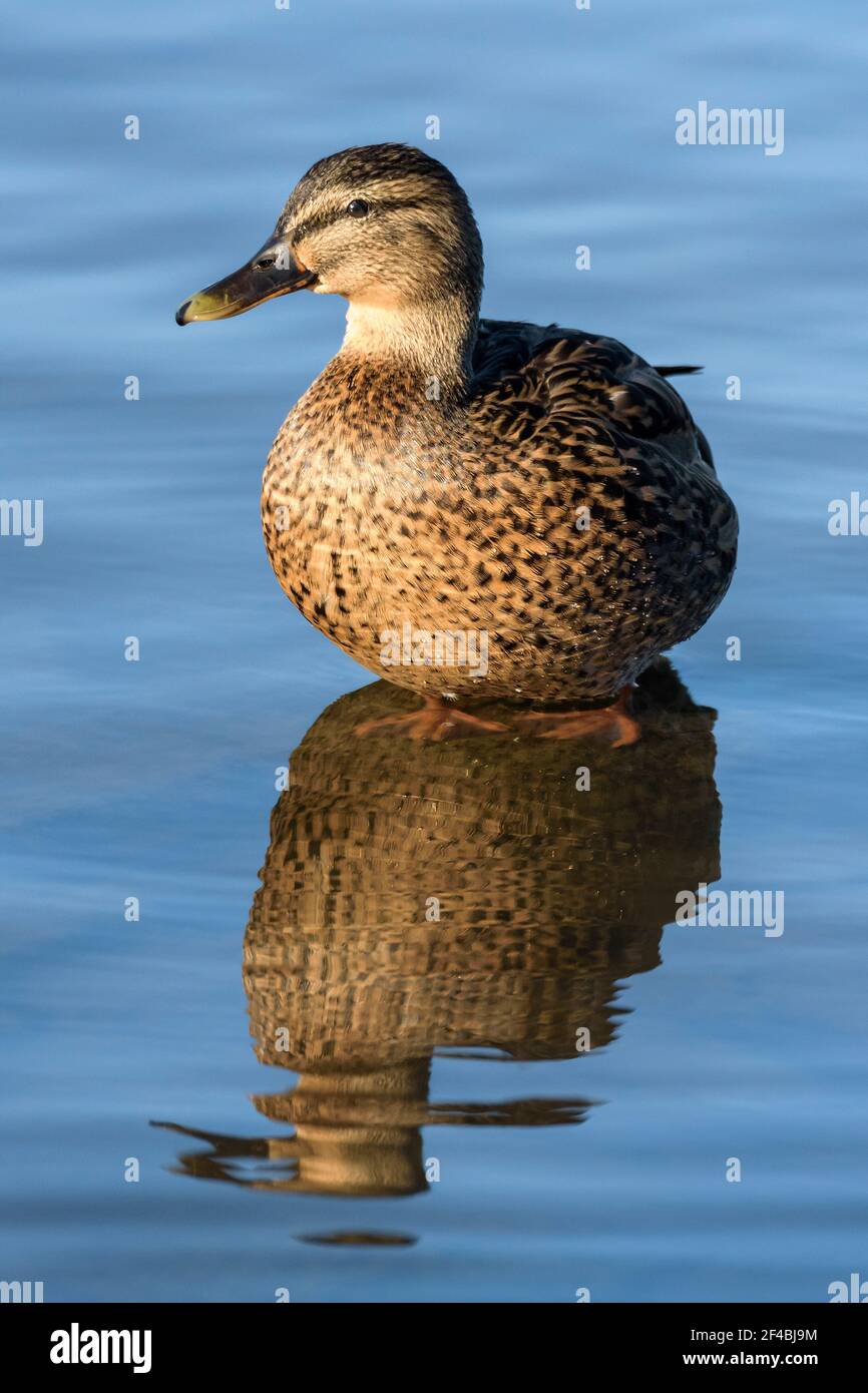 Mallard Henne (Anas platyrhynchos) beim Schwimmen auf einem See in Dorset, Großbritannien Stockfoto