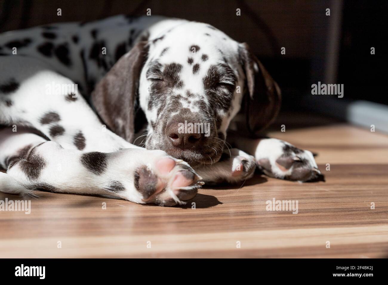 Schlafender Welpe Stockfotos und bilder Kaufen Alamy