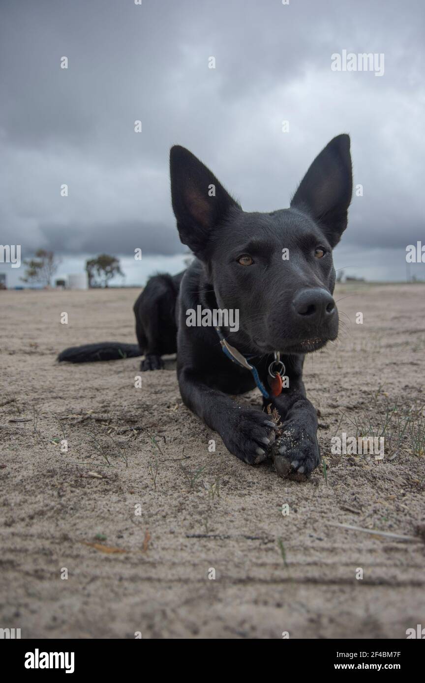 Intensiver schwarzer Kelpie-Hund starrst nach einem Schafmorgen Hundearbeit Stockfoto