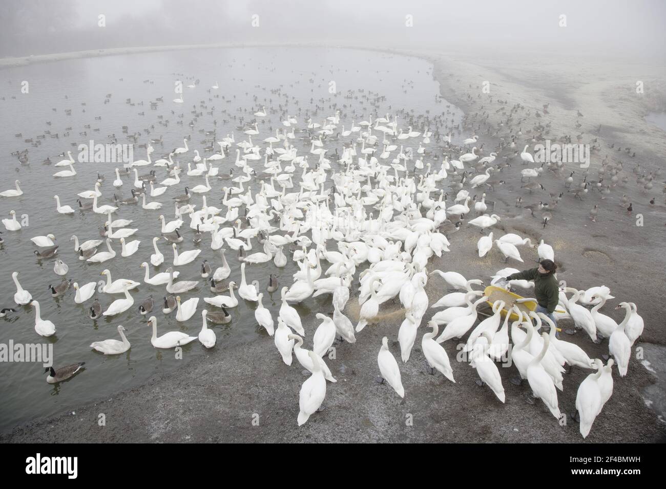 Fütterung der Whooper & Mute SwansOlor cygnus & Cygnus olor Caerlaverock WWT BI020633 Stockfoto