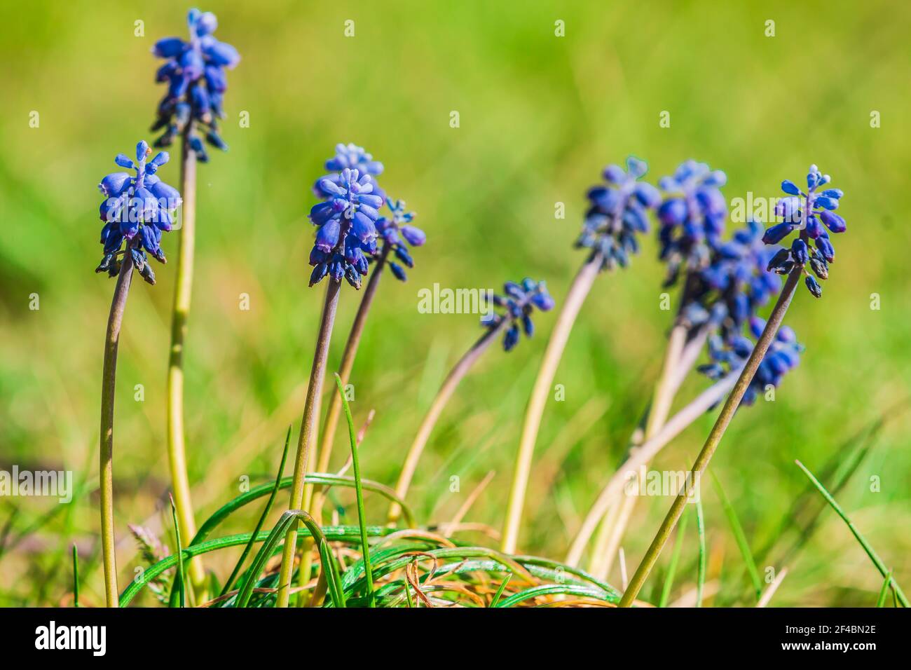 Lila Blüten von einem Wiesenblüher. Wildblumen Weinberg Traube Hyazinthe Muscari vernachlässectum Zwiebel geophyte im Frühling Sonnenschein. Blume mit grünem Stiel Stockfoto