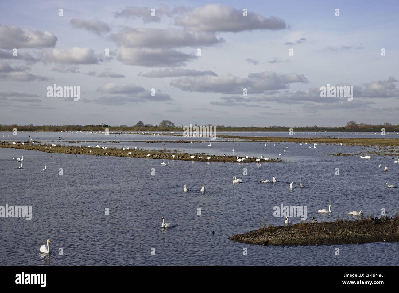 Whooper Swans - vor Häuten bei Welney WWT ReserveOlor cygnus Ouse wäscht Norfolk, UK BI020708 Stockfoto