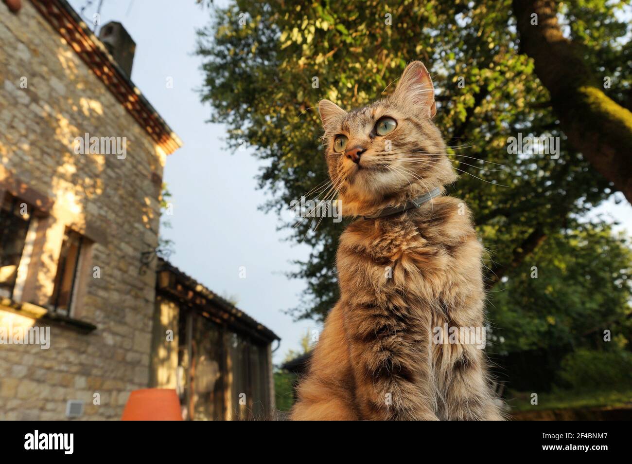 Eine schöne, dreifarbige Katze, die im Garten steht; die Katze hat weiße Schnurrhaare und grüne Augen, trägt einen Flohkragen und blickt nach vorne Stockfoto