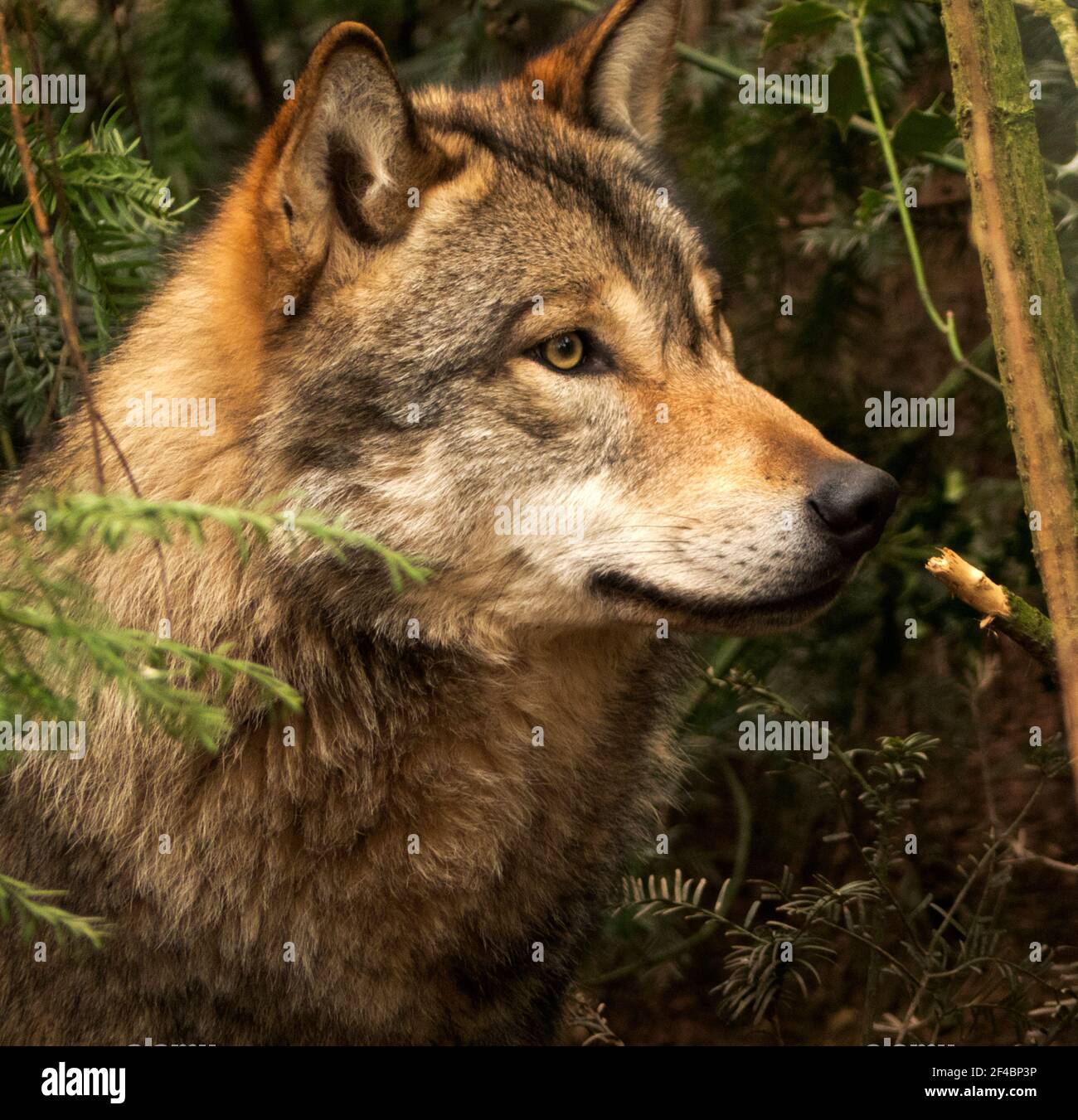 Einst das häufigste Raubtier mit der breitesten globalen Verteilung der Grauer Wolf wurde gnadenlos von Menschen und Bedürfnissen verfolgt Intensive Erhaltung Stockfoto