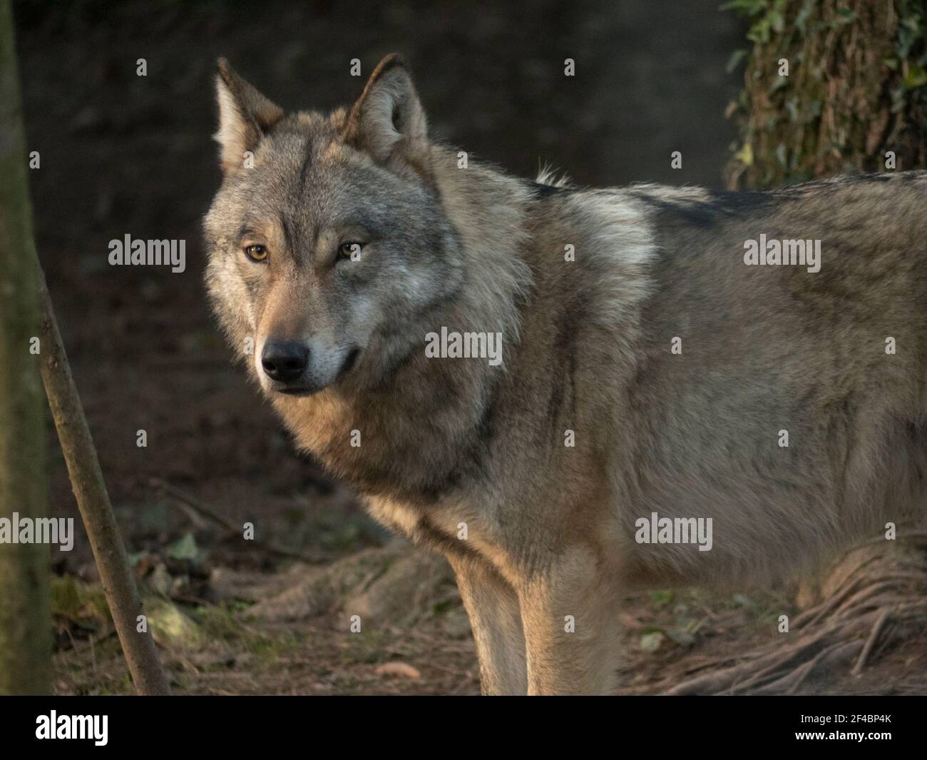 Einst das häufigste Raubtier mit der breitesten globalen Verteilung der Grauer Wolf wurde gnadenlos von Menschen und Bedürfnissen verfolgt Intensive Erhaltung Stockfoto
