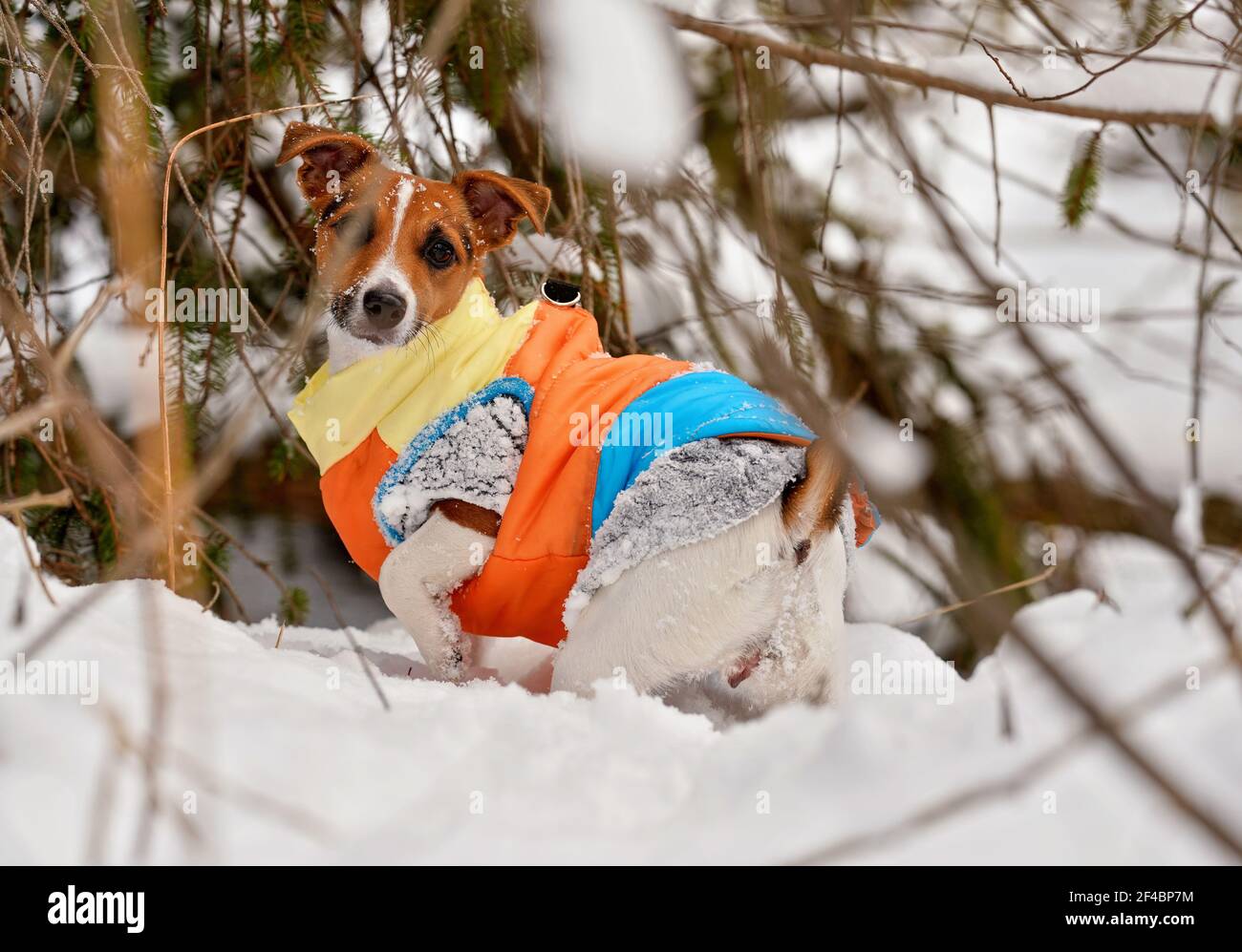 Kleine Jack Russell Terrier watend durch tief verschneite Feld, Äste um sie herum, tragen Schichten von warmer Kleidung in Winter leuchtend orange Stockfoto