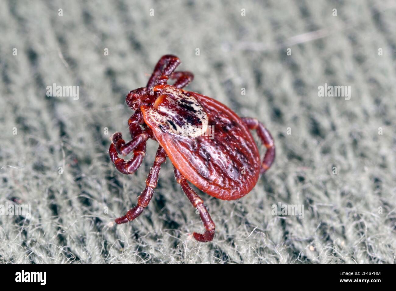 Zecken gehen auf Kleidung. Hohe Vergrößerung. Stockfoto