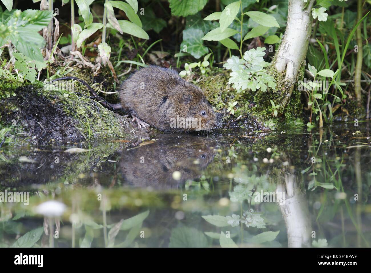 Schermaus - Fütterung am Ufer des Flusses Arvicola Terrestris Sussex, UK MA002357 Stockfoto