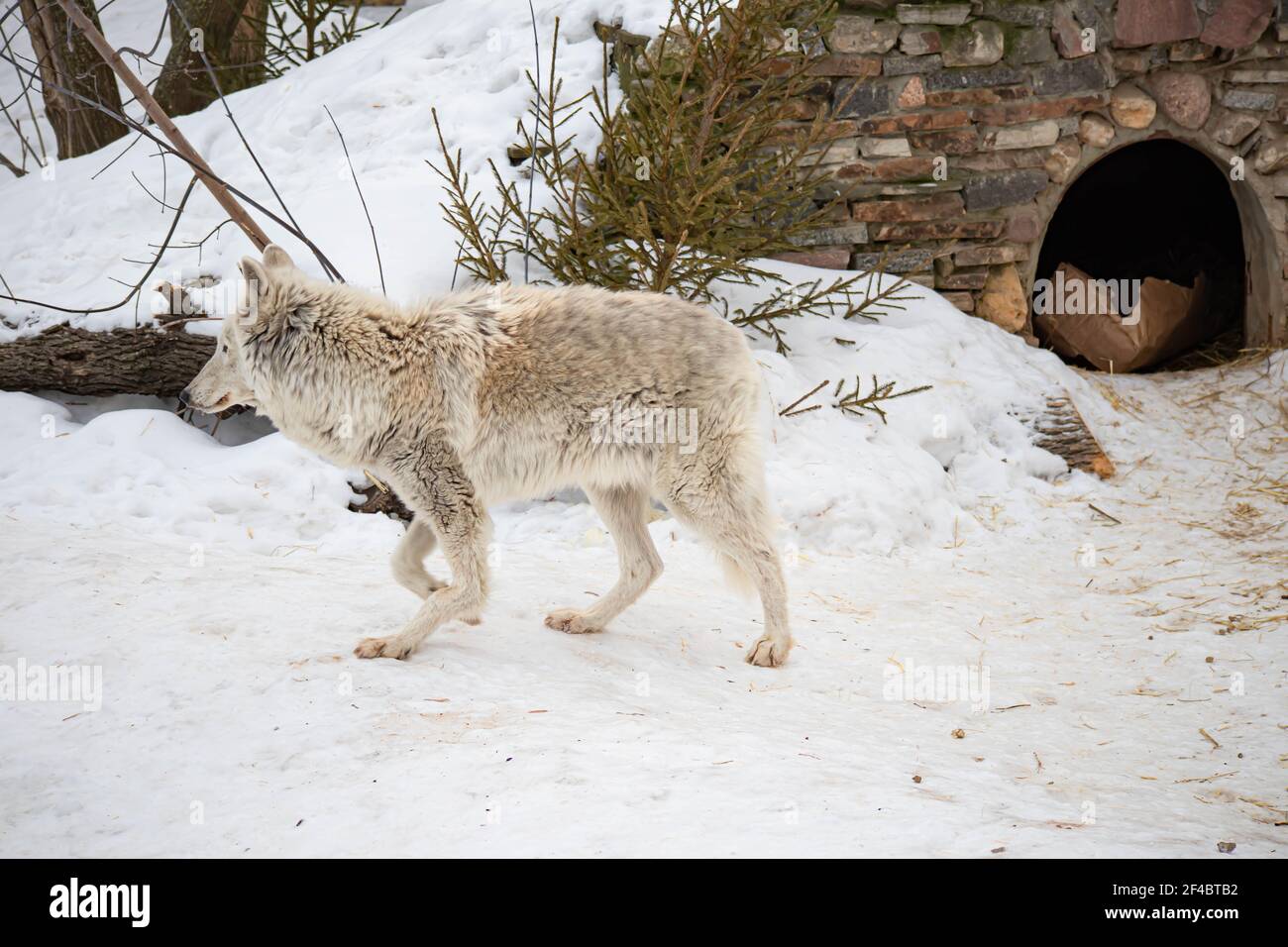 Porträt eines weißen arktischen Wolfes im Winterwald. Ein alter Wolf mit einem traurigen Blick Stockfoto