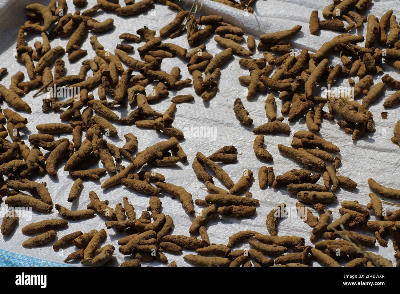 Gemüsefutter trocknet am offenen Himmel Fotoaufnahme in Dhaka, Bangladesch. Stockfoto