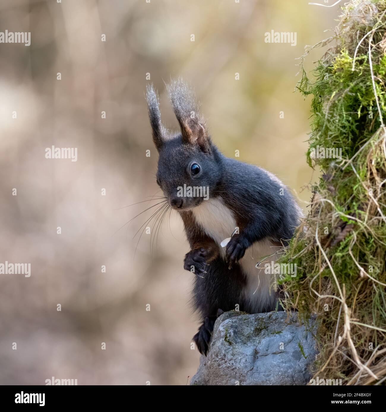 eichhörnchen, Tier, Natur, nager, rot, Säugetier, frack, wild, wild lebende Tiere Stockfoto