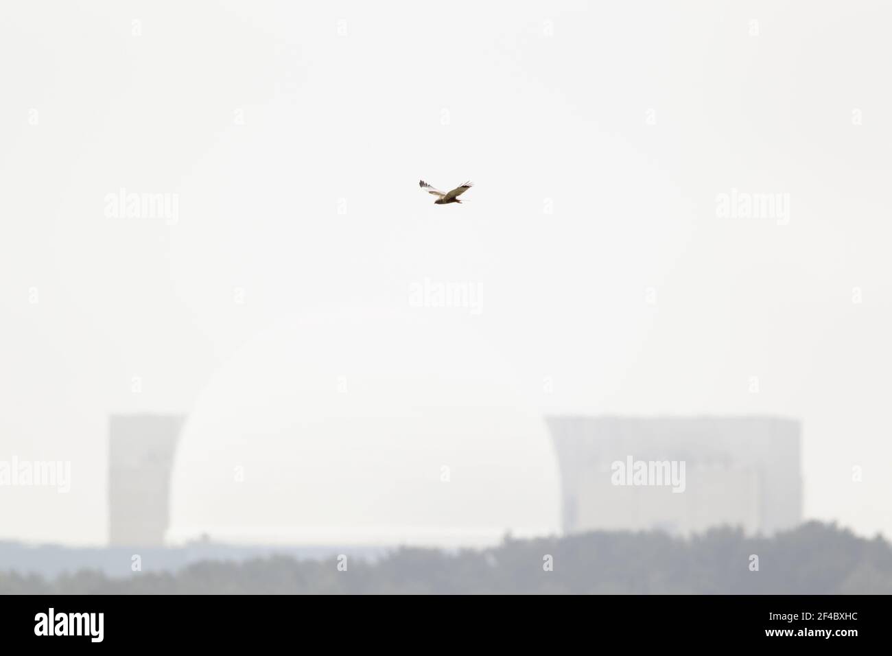 Marsh Harrier - männliche Jagd mit Sizewell Kernkraftwerk im Hintergrund Circus aeruginosus Minsmere RSPB Reserve Suffolk, UK BI021138 Stockfoto