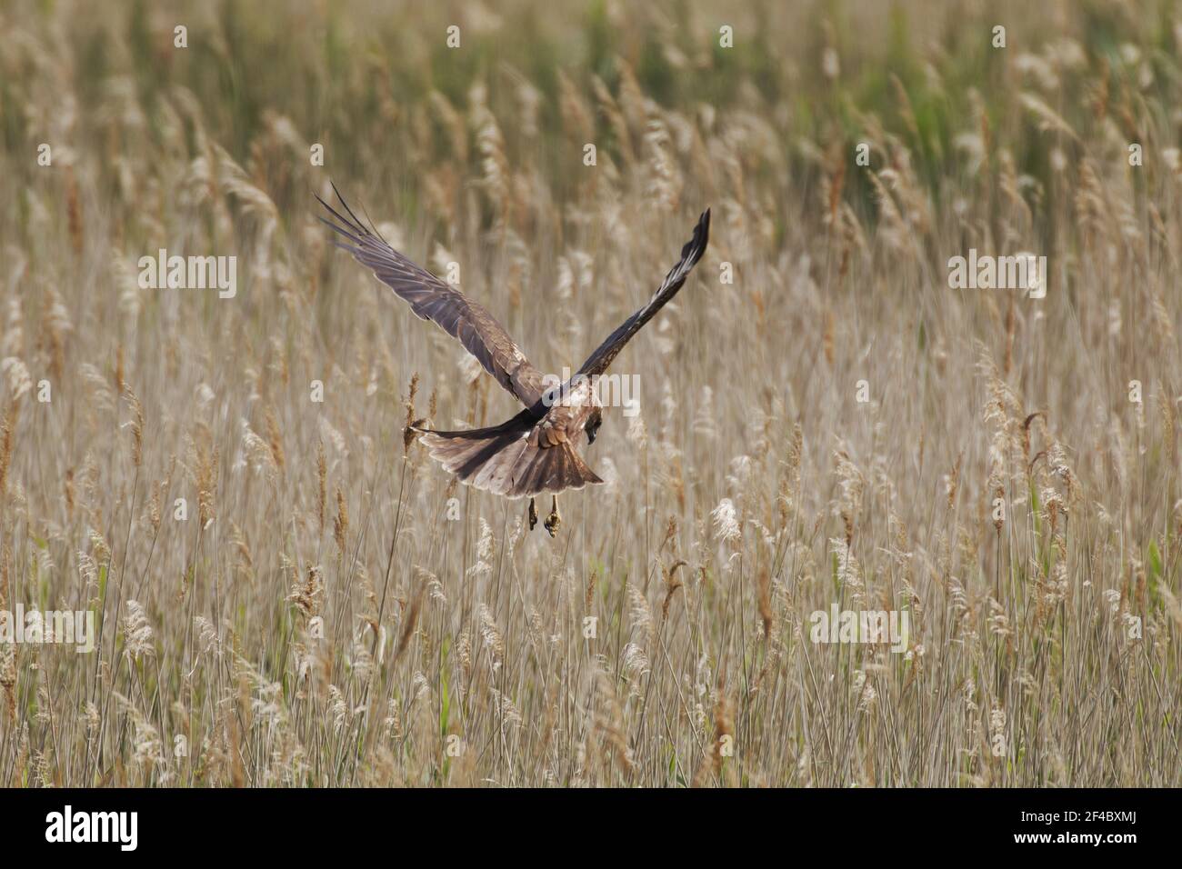 Marsh Harrier - weibliche Jagd über MarschCircus aeruginosus Minsmere RSPB Reserve Suffolk, UK BI021145 Stockfoto