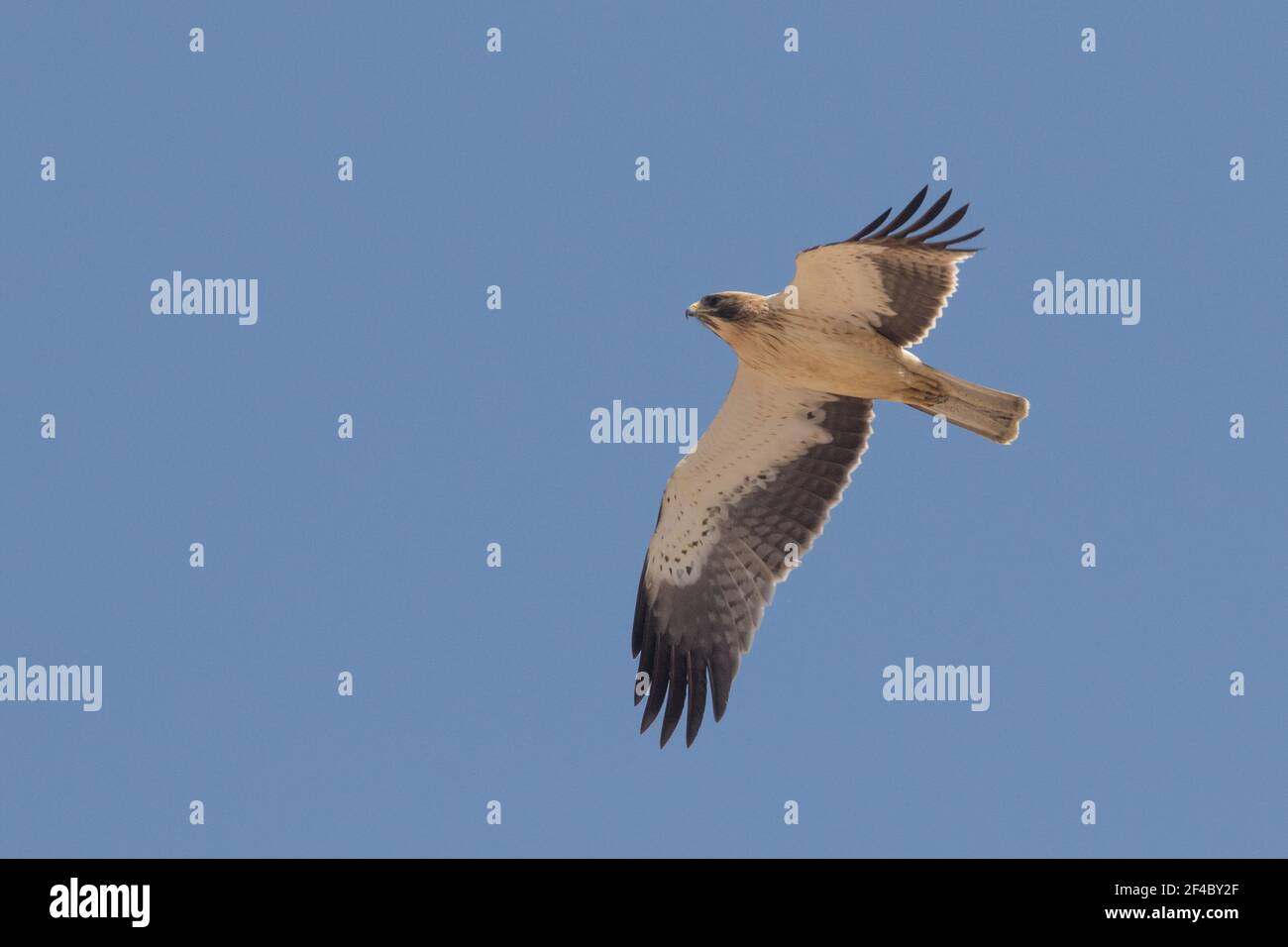Leichter morpher Zwergadler Stockfoto