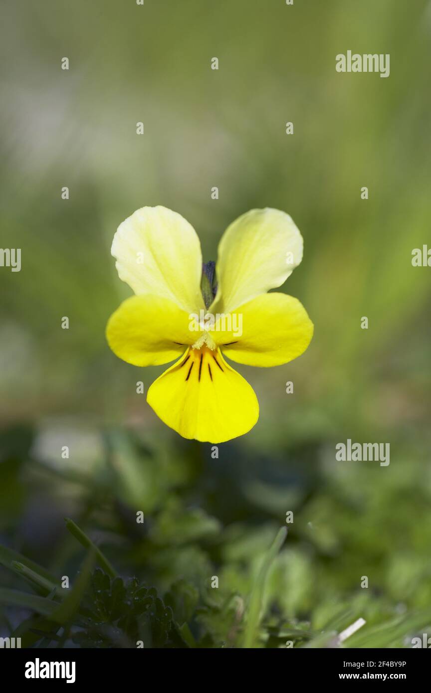 Seaside Pansy (subsp of Mountain Pansy) Viola lutea curtissi Machair of South Uist Äußere Hebriden Schottland, UK PL001954 Stockfoto