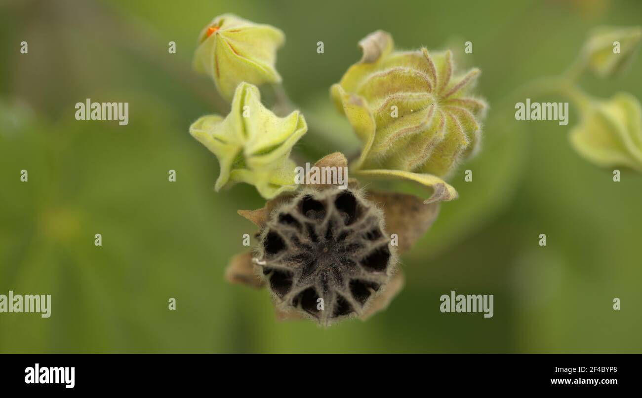 Flora von Gran Canaria - Abutilon grandifolium, die haarige indische Malche, invasive Arten natürlichen Makro-floralen Hintergrund Stockfoto