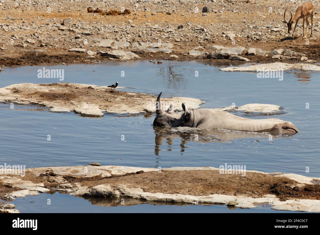 Black Rhino Baden in einem Wasserloch, ein Vogel und ein Springbok, Etosha Nationalpark, Namibia, Afrika Stockfoto