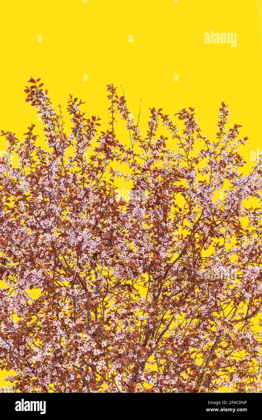 Üppige Blüte Sakura Baum auf einem gelben Pantone 13-0647 Hintergrund (minimalistisch, vertikale Foto) Stockfoto