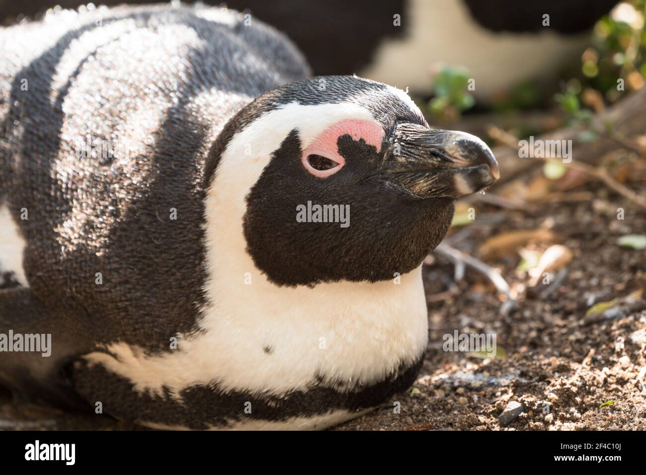 Afrikanischer Jackass-Pinguin (Spheniscus demersus) oder Kappinguin oder Südafrikanischer Pinguin, der auf einem Nest am Boulders Beach, Kapstadt, Südafrika, liegt Stockfoto