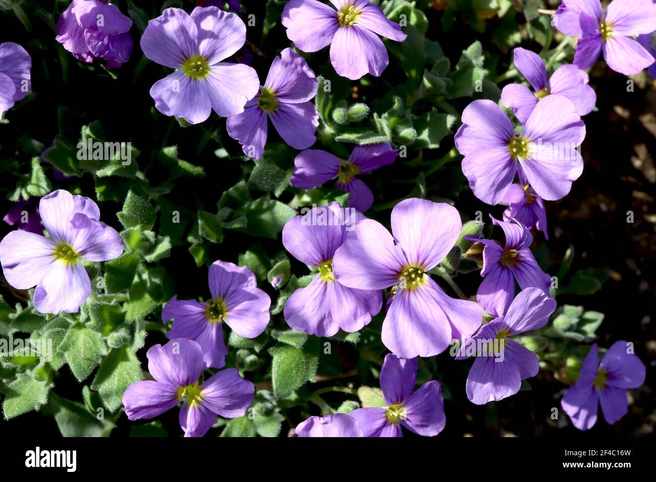 Aubrieta deltoidea ‘Royal Violet’ Rock Cress Royal Violet – tiefrosa Blüten und ovale spinöse Blätter, März, England, Großbritannien Stockfoto