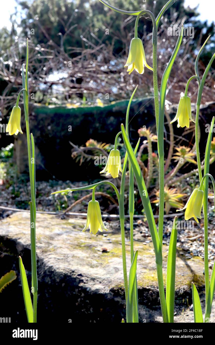 Fritillaria frankiorum Fritillary frankiorum – blassgrüne gelbe Blüten an hohen Stielen, März, England, Großbritannien Stockfoto