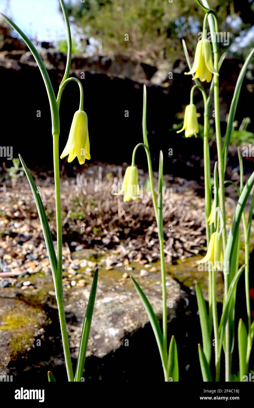 Fritillaria frankiorum Fritillary frankiorum – blassgrüne gelbe Blüten an hohen Stielen, März, England, Großbritannien Stockfoto