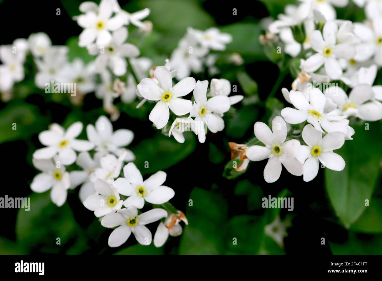 Myosotis alpestris White White Forget-me-not – sternförmige weiße Blüten mit gelbem Zentrum, März, England, Großbritannien Stockfoto
