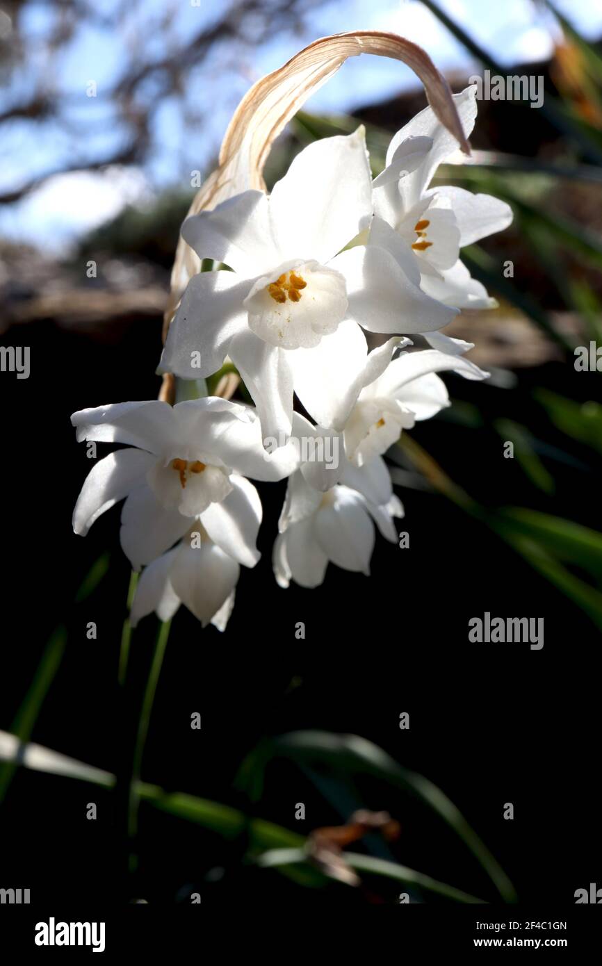 Narcissus ‘Inbal’ / Daffodil Inbal Division 8 Tazetta Daffodils Mehrköpfige, stark duftende weiße Narzissen mit kleiner Tasse, März, England, Großbritannien Stockfoto