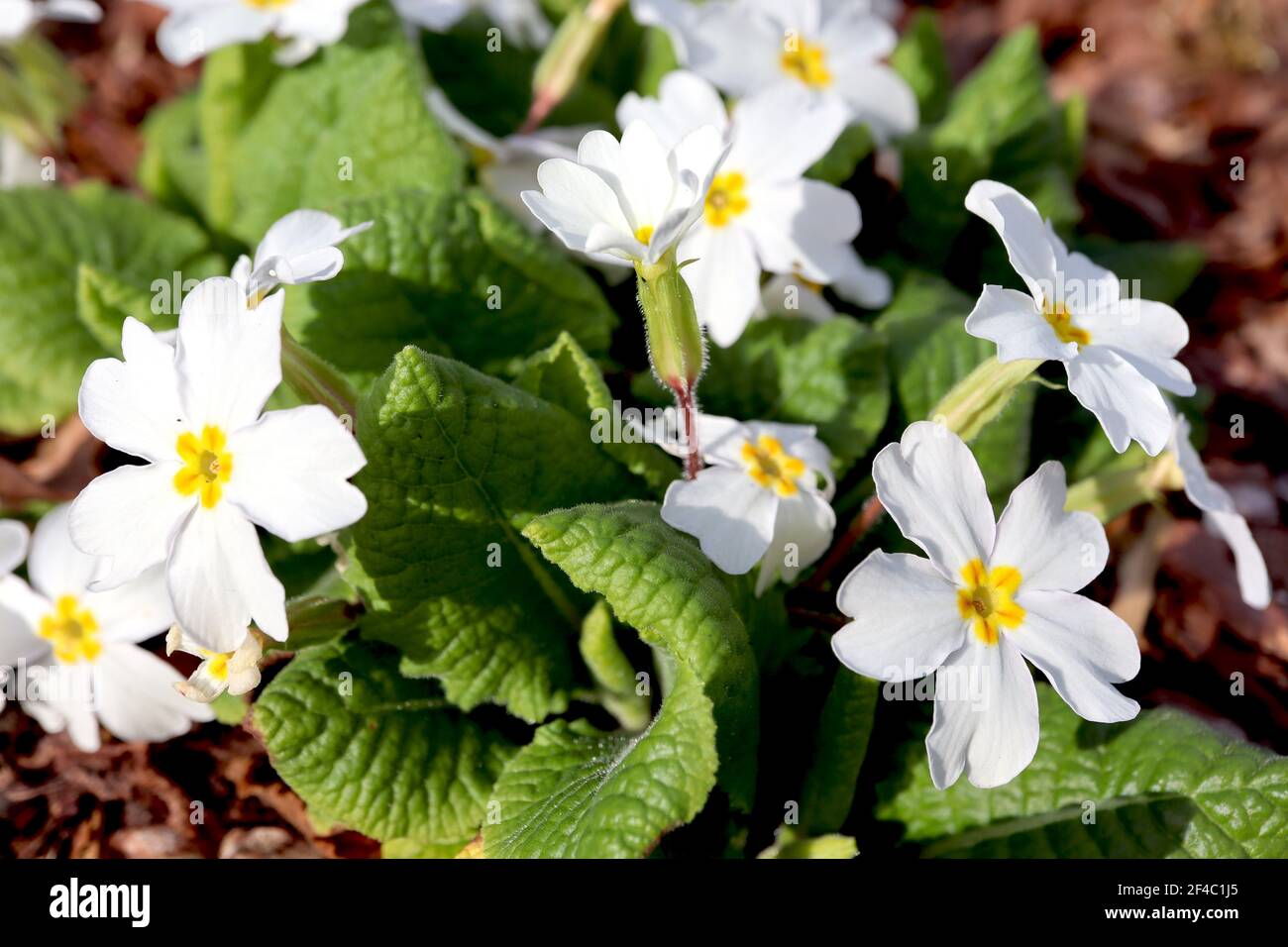 Primula vulgaris var Alba weiße Primrose mit gelber Mitte, März, England, Großbritannien Stockfoto