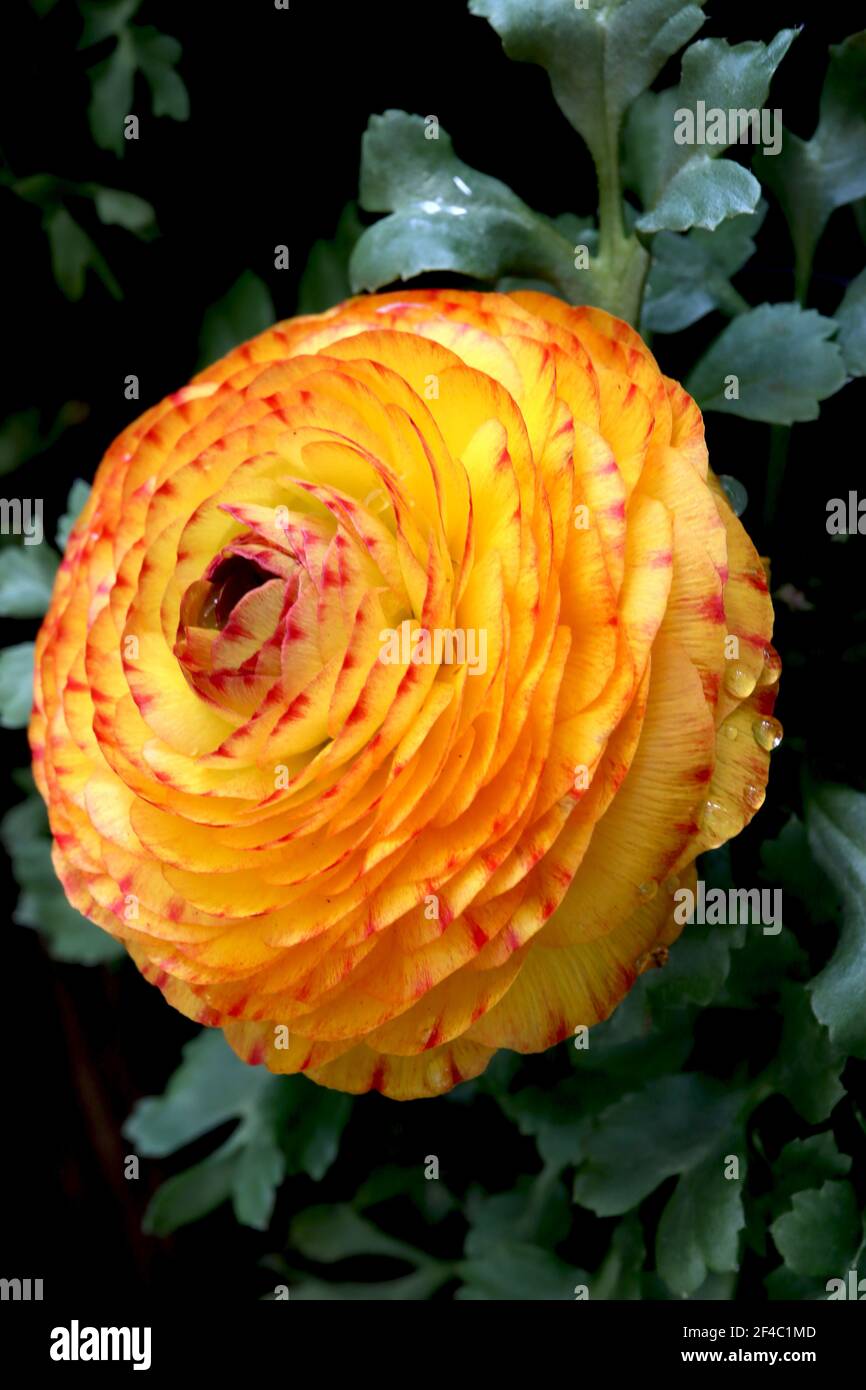 Ranunculus asiaticus Picotee Orange Persian Buttercup – orange gelbe Picotee-Blüten mit mehrschichtigen Blütenblättern, März, England, UK Stockfoto