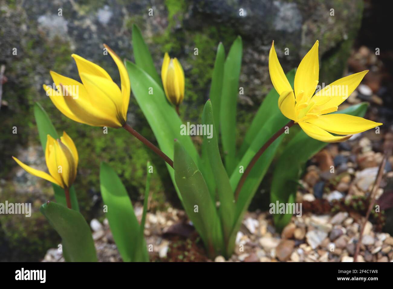 Tulipa neustruevae Art tulip 15 Neustruevae tulip – gelbe Tulpen mit grünbrauner Flamme, März, England, UK Stockfoto